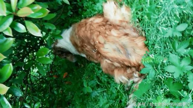 离家出走的毛孩子(离家出走的毛孩子)(图2)